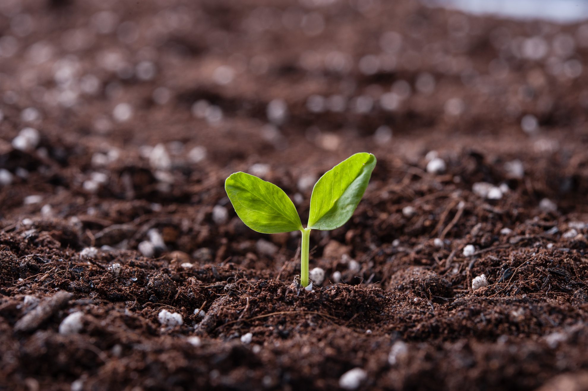 3月決算に間に合う！短納期おすすめ販促アイテム特集